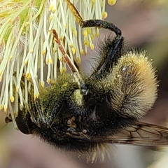 Criorhina ranunculi