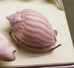 Phalium flammiferum