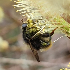 Criorhina ranunculi