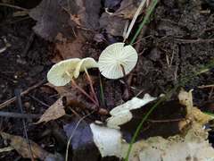 Marasmius delectans
