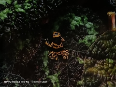 Dendrobates leucomelas