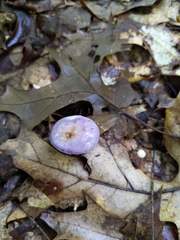 Cortinarius iodeoides