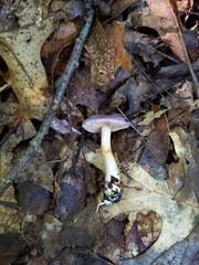 Cortinarius iodeoides