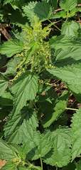 Urtica dioica