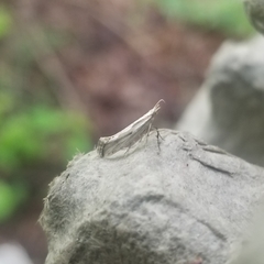 Plutella porrectella