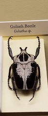Goliathus