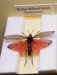 Phymateus saxosus