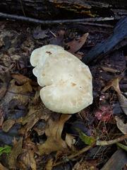 Tricholoma odorum