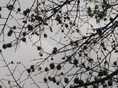 Malvaceae