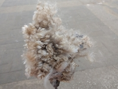 Malvaceae
