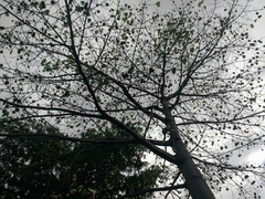 Malvaceae