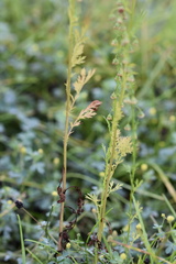 Artemisia carvifolia