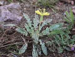 Oenothera primiveris primiveris