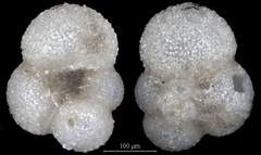 Globigerina bulloides