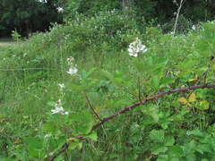 Rubus candicans