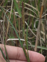 Carex scabrifolia