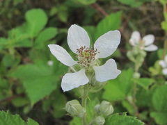 Rubus candicans