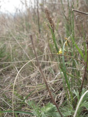 Carex scabrifolia