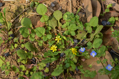 Lapsanastrum apogonoides