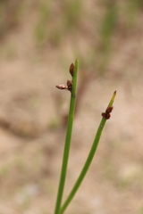 Schoenoplectus triqueter