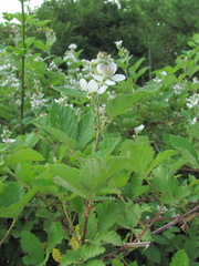 Rubus candicans