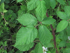 Rubus candicans