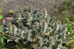 Ajuga nipponensis