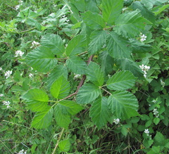 Rubus candicans