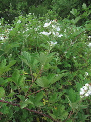 Rubus candicans