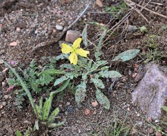 Oenothera primiveris primiveris