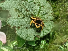 Dendrobates leucomelas