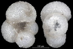 Globigerina bulloides