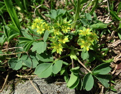 Sibbaldia parviflora