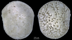 Trichohyalus