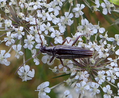 Navomorpha sulcata