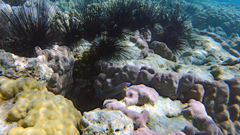 Halichoeres melanurus