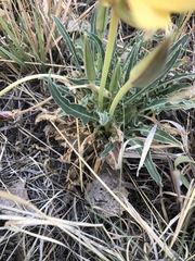 Oenothera brachycarpa