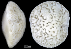 Trichohyalus