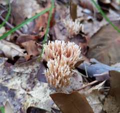 Lentaria micheneri