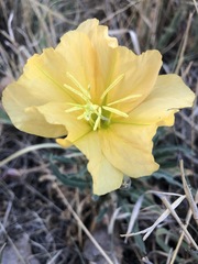 Oenothera brachycarpa