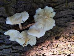 Ossicaulis lignatilis