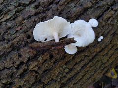 Ossicaulis lignatilis