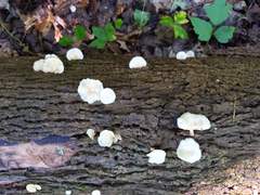Ossicaulis lignatilis