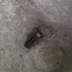 Podabrus flavicollis