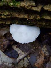 Pluteus tomentosulus