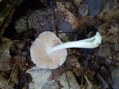 Pluteus tomentosulus