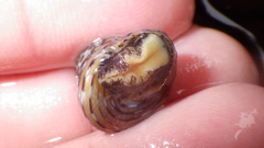 Calliostoma tricolor