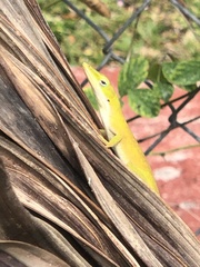Anolis carolinensis
