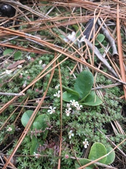 Pyxidanthera brevifolia