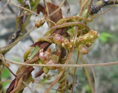 Cuscuta monogyna